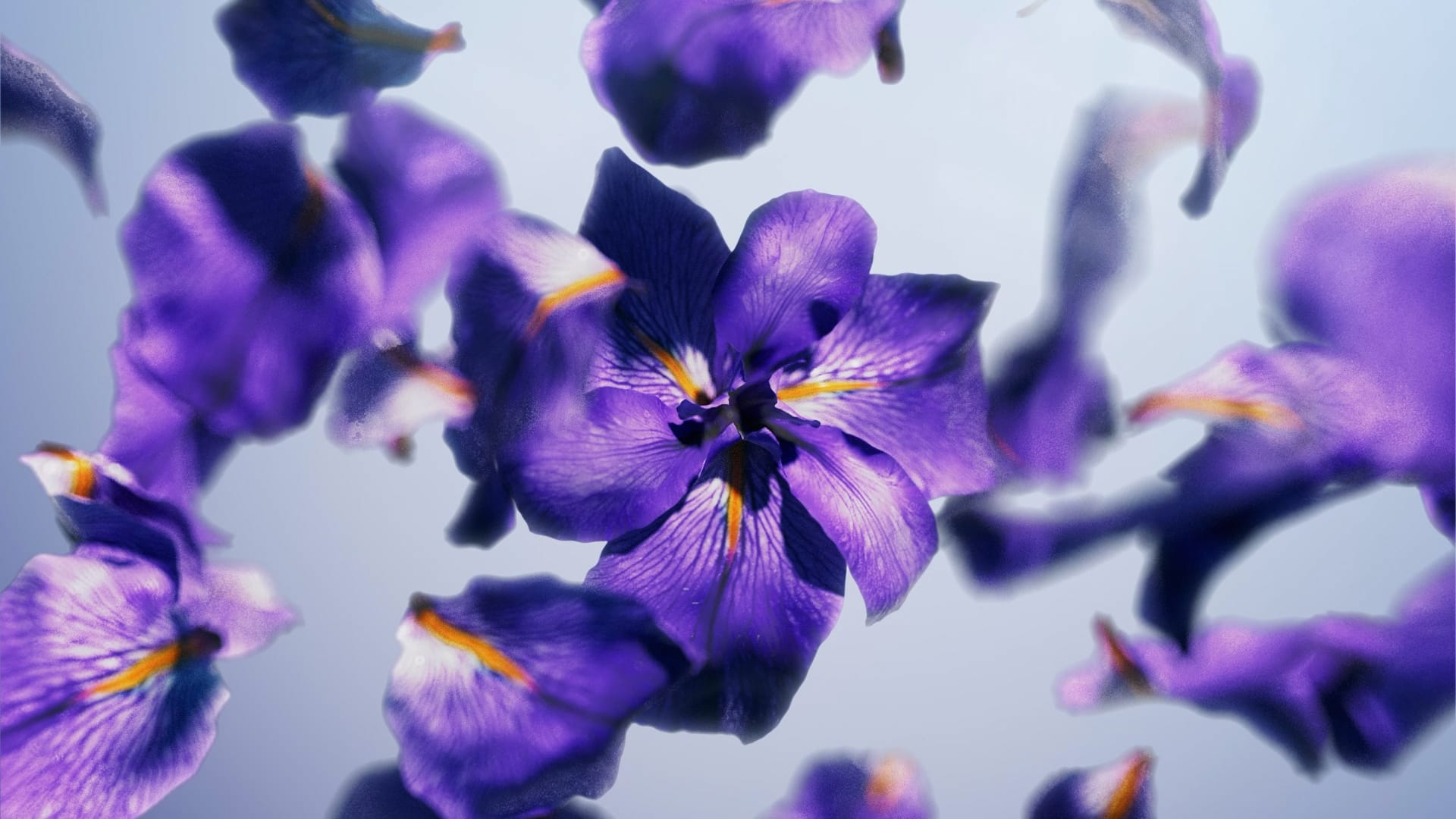 Flow_full_QF (90252)