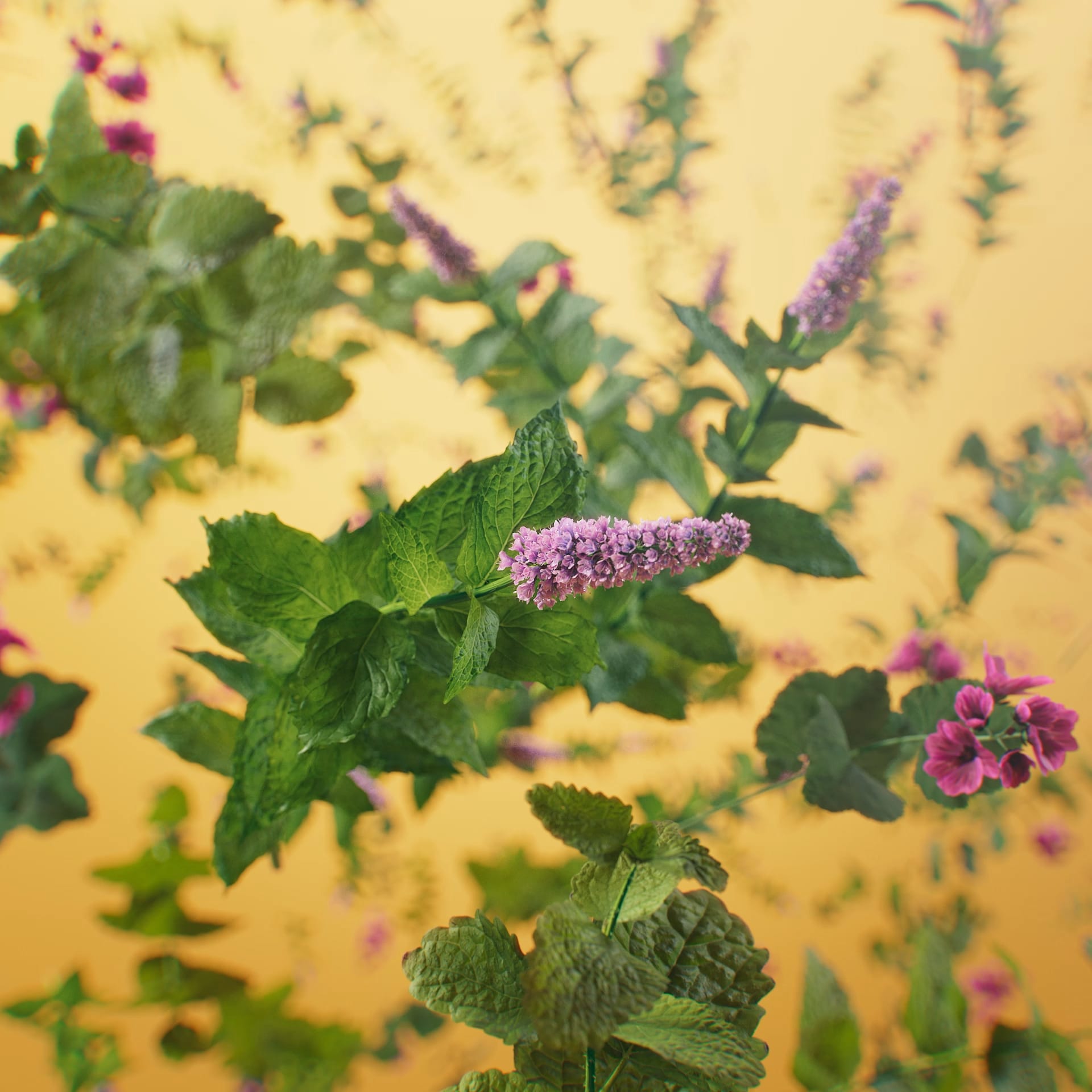 Ricola_Lemon_Mint_v005 (1-00-01-23)